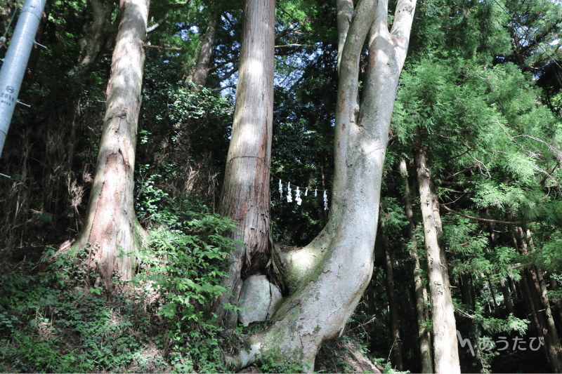 Sacred matchmaking tree at Okitushima Shrine