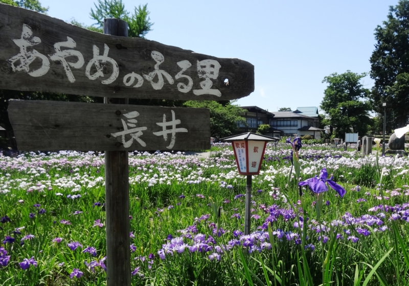 Ayame Park in bloom with beautiful irises