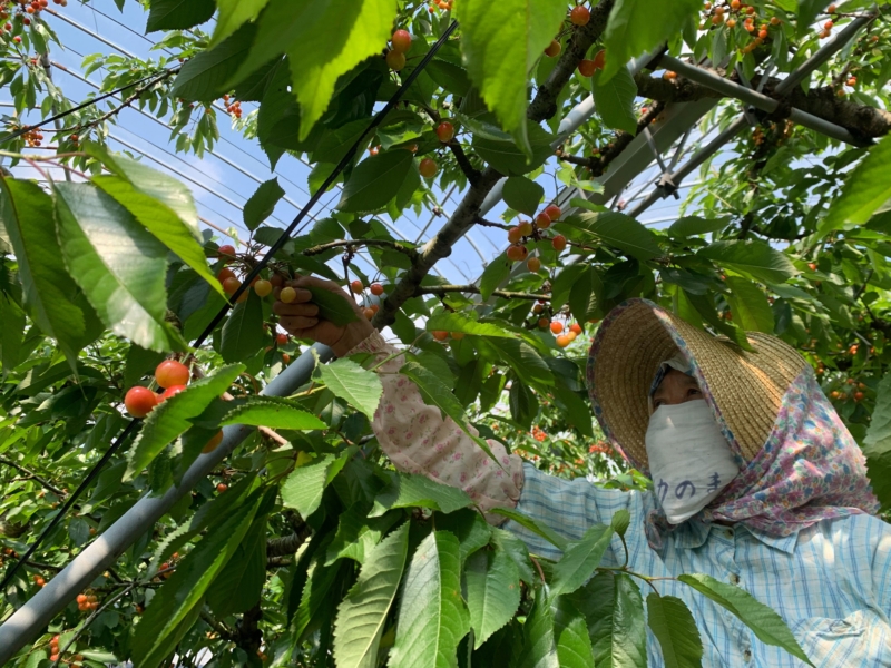 Chie harvesting cherries in the orchard