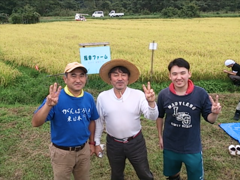 Sawanohana rice used for traditional sake brewing in Yamagata