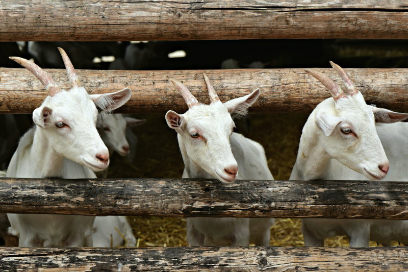 Three baby goats on a farm