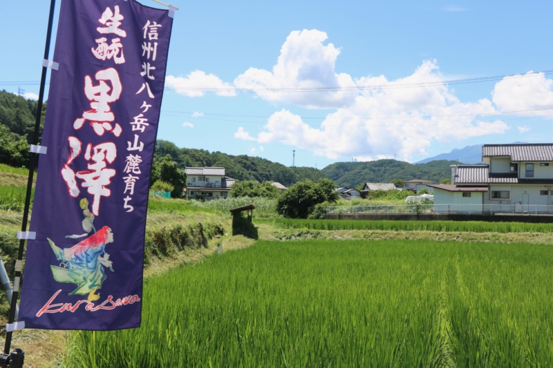 Rice fields for sake production in spring