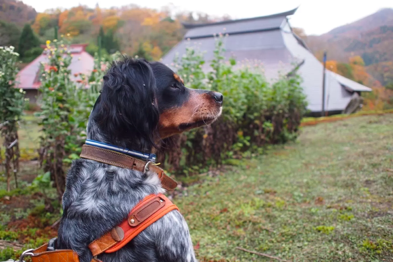 Traditional thatched roof house in Tokamachi used as farm stay