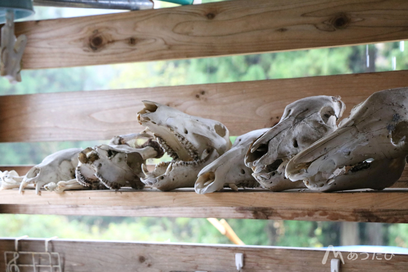 Yukiguni Base meat processing facility for local wild game