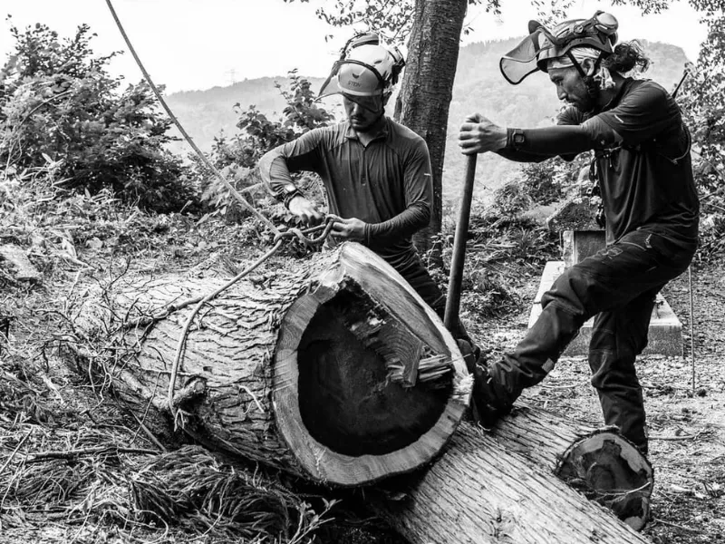 Lumberjack cutting down a tree in the mountains of Japan