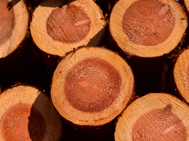 Stacked logs prepared for forestry work in Japan