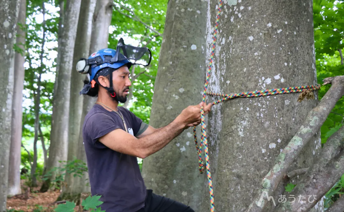 Japanese lumberjack tying rope to a tree in the forest