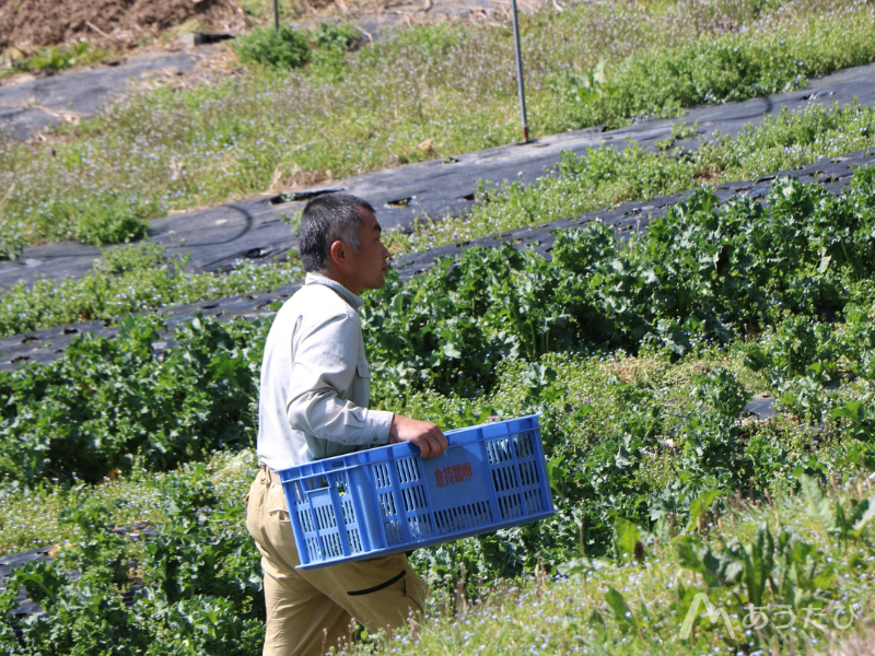 Motohiro Seki harvesting vegetables in the field
