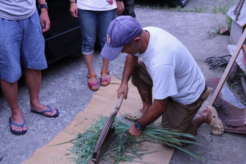 Suzuki cutting fresh lemongrass in the field