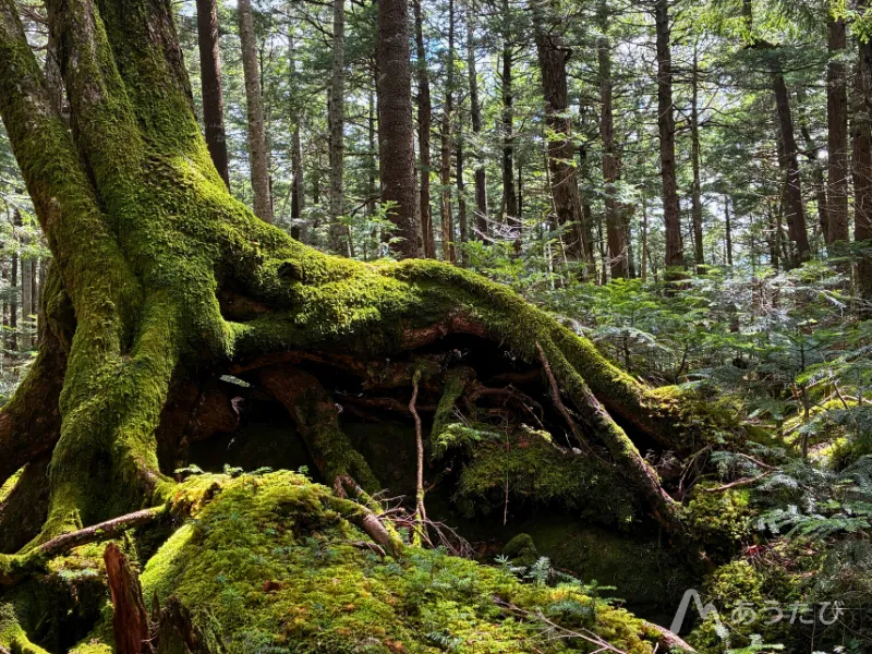 Yudai Yamaura in Kita-Yatsugatake moss forest Japan