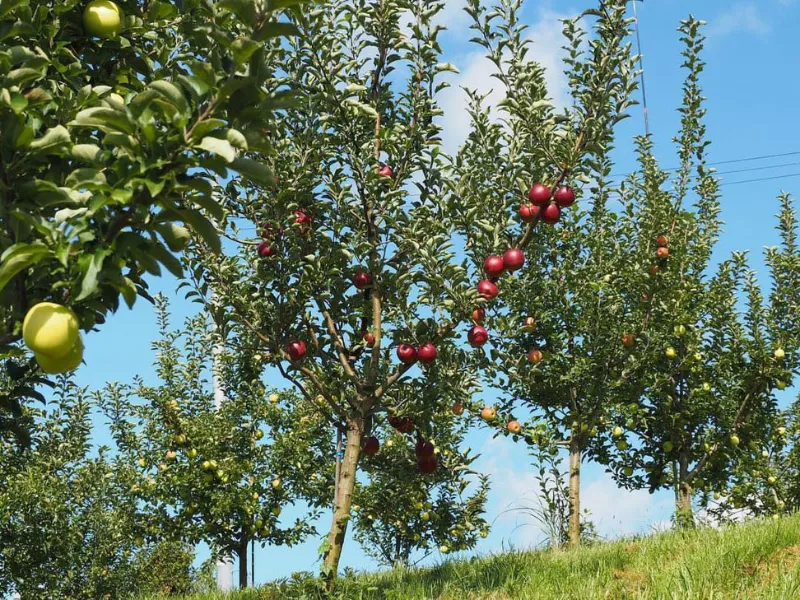 Apple orchard in Yamagata Japan
