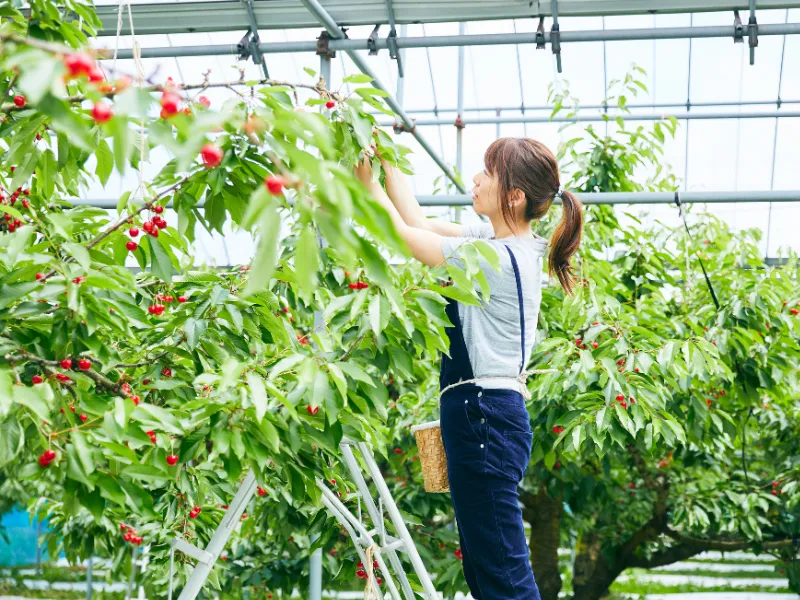Harvesting cherries in a farm